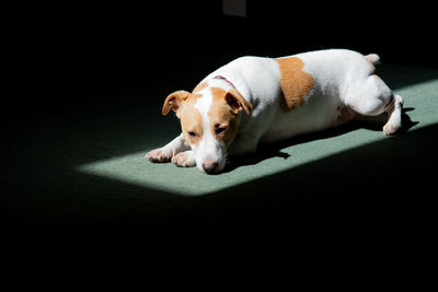 Dog lying down against black background