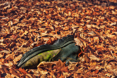 High angle view of lizard on dry leaves