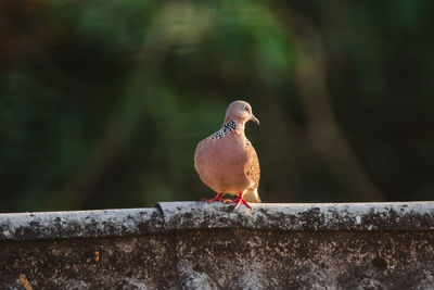 Close-up of bird perching on retaining wall