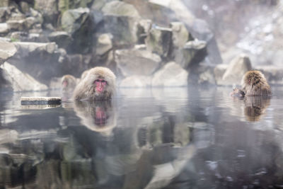 Snow monkeys bathing in japan