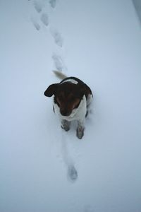 High angle view of dog in snow