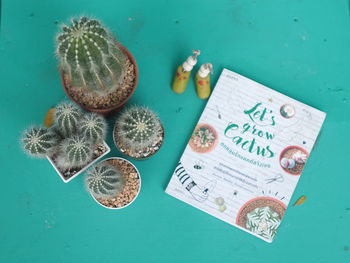 High angle view of succulent plant on table