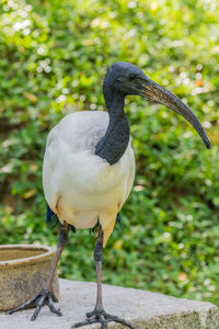 Close-up of bird perching on plant