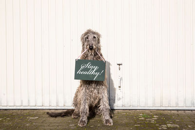 Dog sitting in front of a wall holding a message