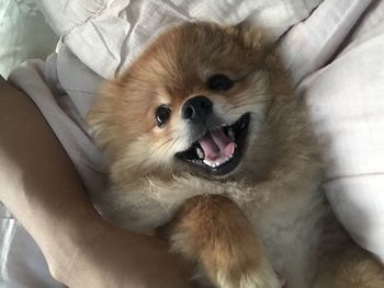 High angle view of dog at home