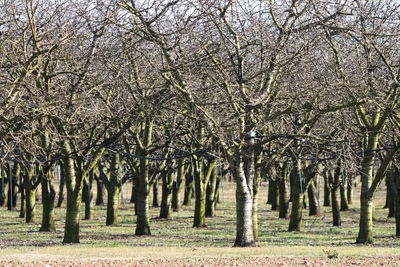 View of cherry blossom trees on landscape