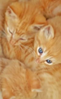 Portrait of ginger cat lying down