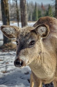 Close-up portrait of a deer