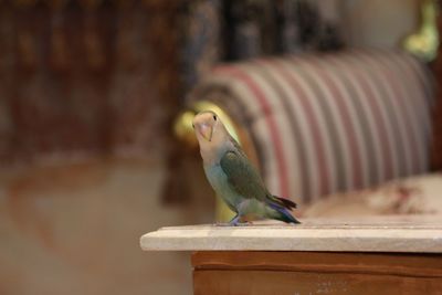 Close-up of bird perching outdoors