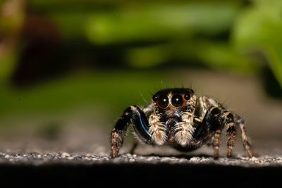 Close-up of spider