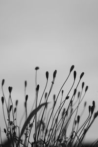 Close-up of plant