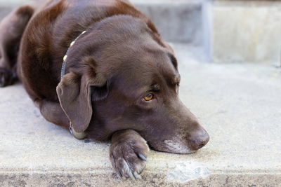 Close-up of a dog resting
