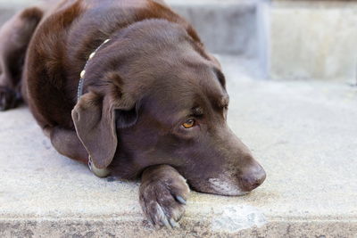 Closeup of aging purebred chocolate brown labrador retriever with greying muzzle lying on concrete 