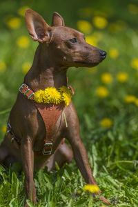 Close-up of a dog looking away