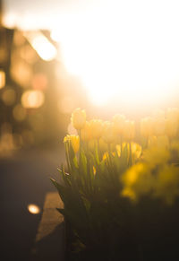 Close-up of yellow flowering plant against sky during sunset