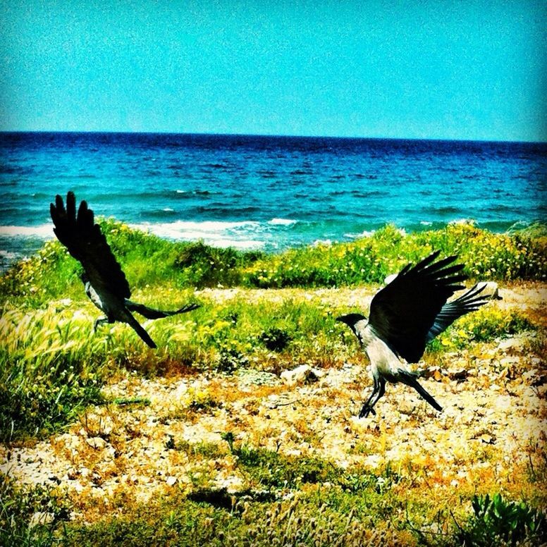 animal themes, sea, animals in the wild, water, horizon over water, bird, clear sky, wildlife, one animal, copy space, full length, nature, spread wings, blue, beauty in nature, tranquility, side view, auto post production filter, tranquil scene, scenics