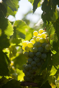 Close-up of grapes growing in vineyard