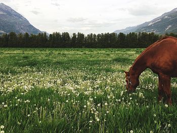 Scenic view of field against sky