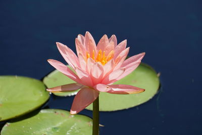 Close-up of water lily blooming in pond