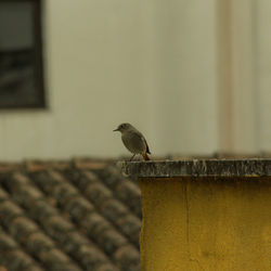 Bird perching on a wall