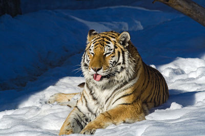 Tiger in a snow