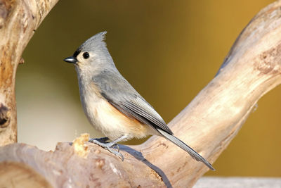 Low angle view of bird perching outdoors