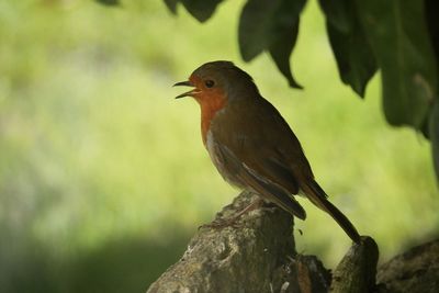 Close-up of bird perching on branch
