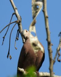 Low angle view of bird perching on tree against sky