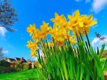 Close-up of yellow flowering plant on field against blue sky