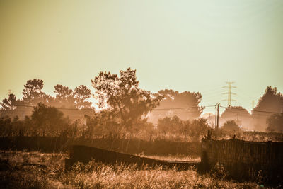 Trees on field against sky during sunset