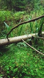 Close-up of tree trunk in forest