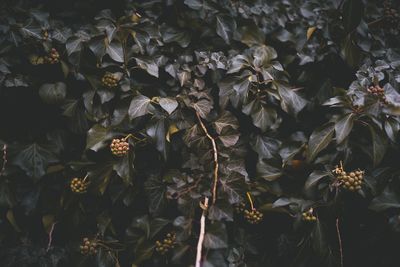 Close-up of dry leaves on plant