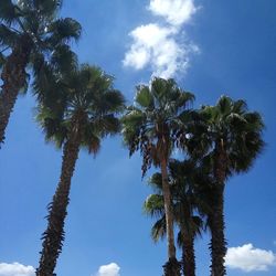 Low angle view of palm trees against blue sky