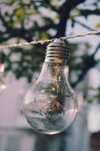 Close-up of light bulb against tree