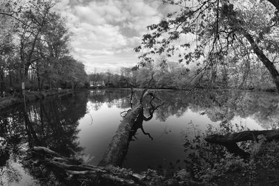Reflection of trees in lake against sky