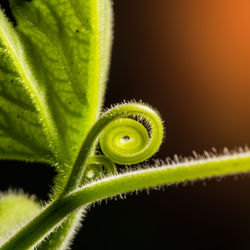 Close-up of spider on green leaf