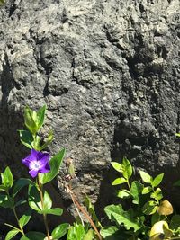 Close-up of butterfly on rock