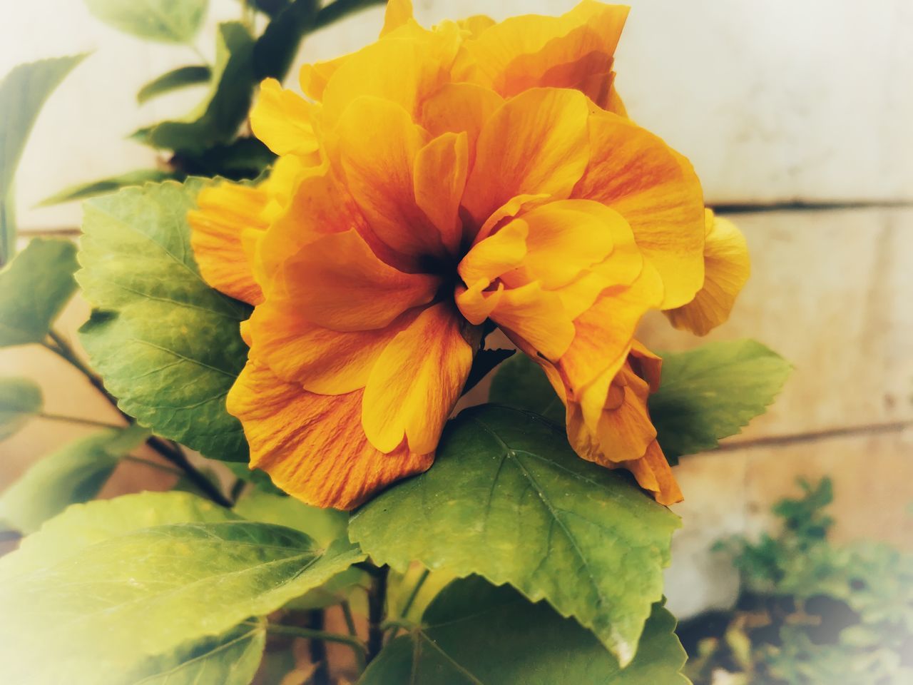 yellow, flowering plant, flower, plant, freshness, beauty in nature, close-up, flower head, fragility, petal, nature, inflorescence, leaf, plant part, growth, no people, hibiscus, indoors, orange color, macro photography, day, green, focus on foreground