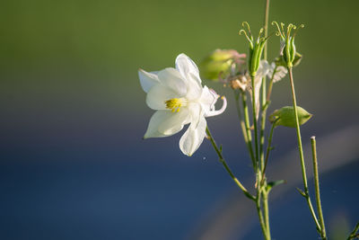 Close-up of white flowering plant