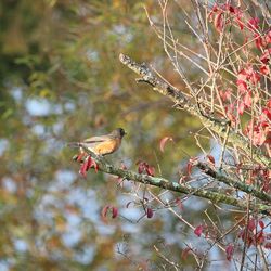 Close-up of bird perching on a tree