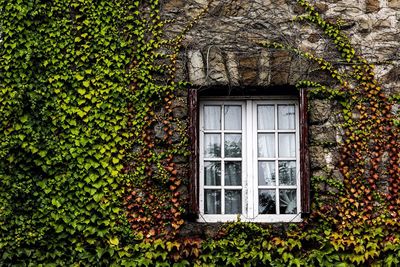 House covered with creepers