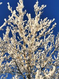 Close-up of frozen plant against sky