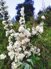 Close-up of white flowering plant