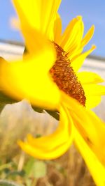 Close-up of yellow day lily blooming outdoors