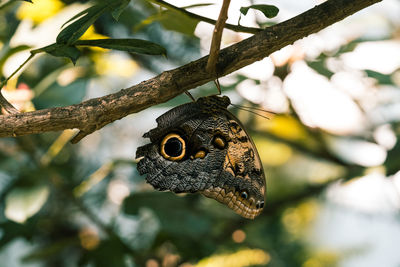Close-up of butterfly on branch