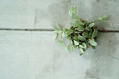 Close-up of plant against wall