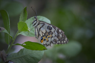 Close-up of butterfly on flower
