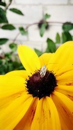 Close-up of bee pollinating on yellow flower