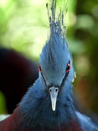 Close-up portrait of bird