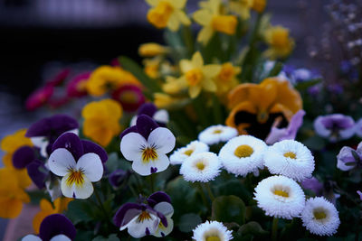 Close-up of yellow flowering plants